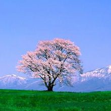 lemonTree