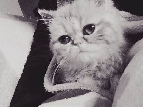 懒懒的猫