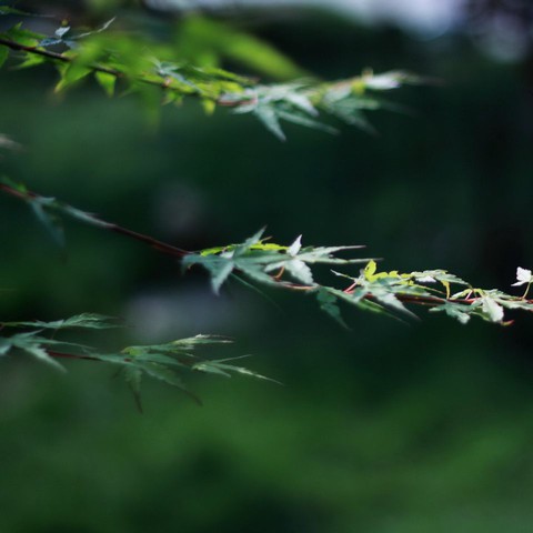 午后大雨