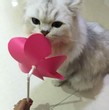 睿励人生加拿大