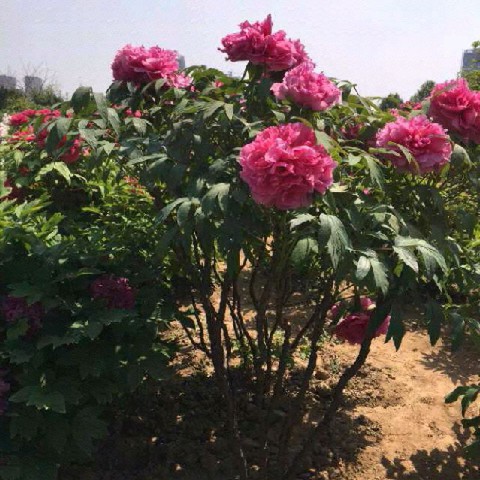 Roselin