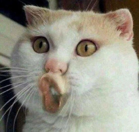 装逼不是病