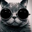 猫小T