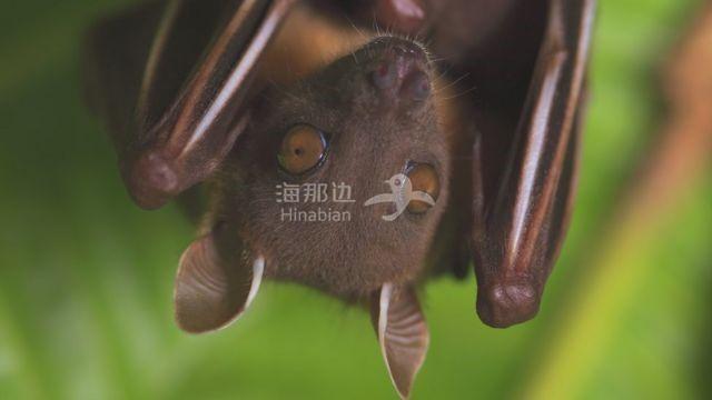 蝙蝠.jpg