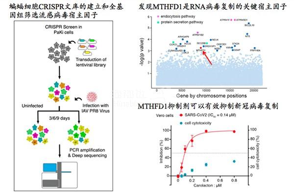 蝙蝠细胞的全基因组.jpg