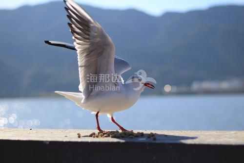 海鸥2.jpg