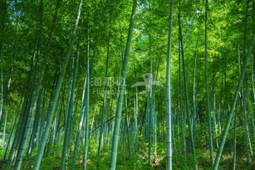竹林1.jpg