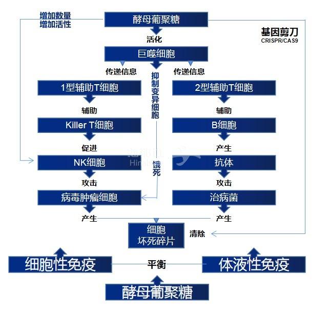 基因剪刀2.jpg