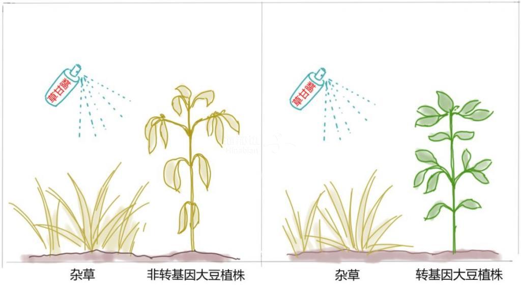 转基因食物2.jpg