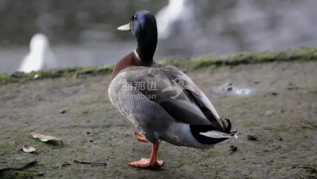 ..