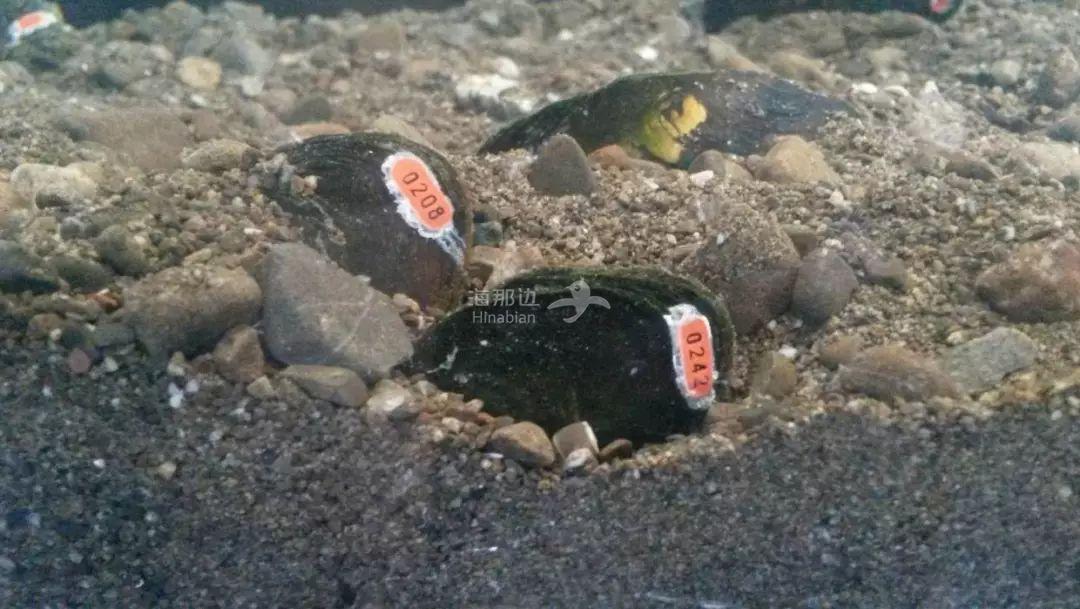 ..
