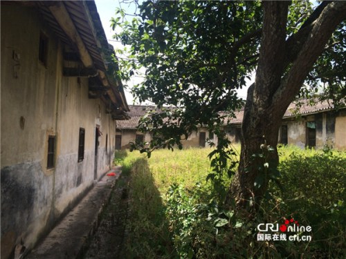 家乡老屋后院,邓世轩姑姑说,小时候常在这棵树下玩耍。(受访者供图) ..