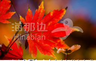 加拿大雇主担保移民