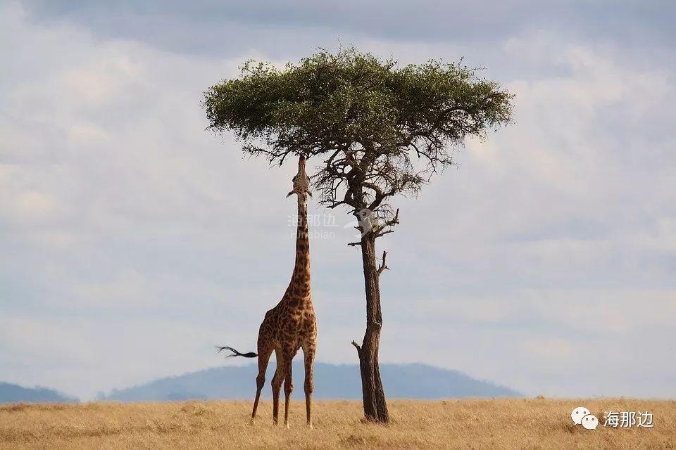 ..
