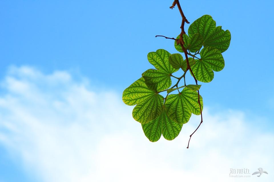 叶子, 嫩枝, 枝杈, 天空, 蓝色, 云, 绿色, 和谐, 叶, 茂盛, 自然, 夏天, 晚间, 树, 活力