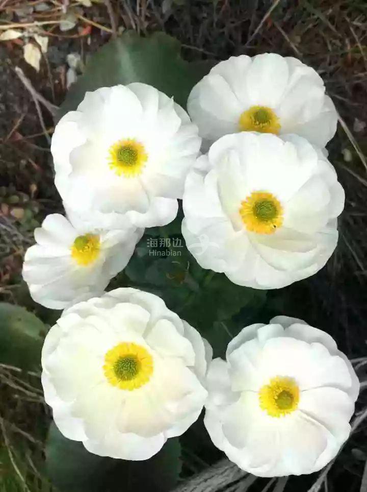 ..