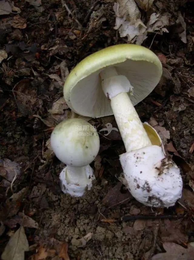 ..