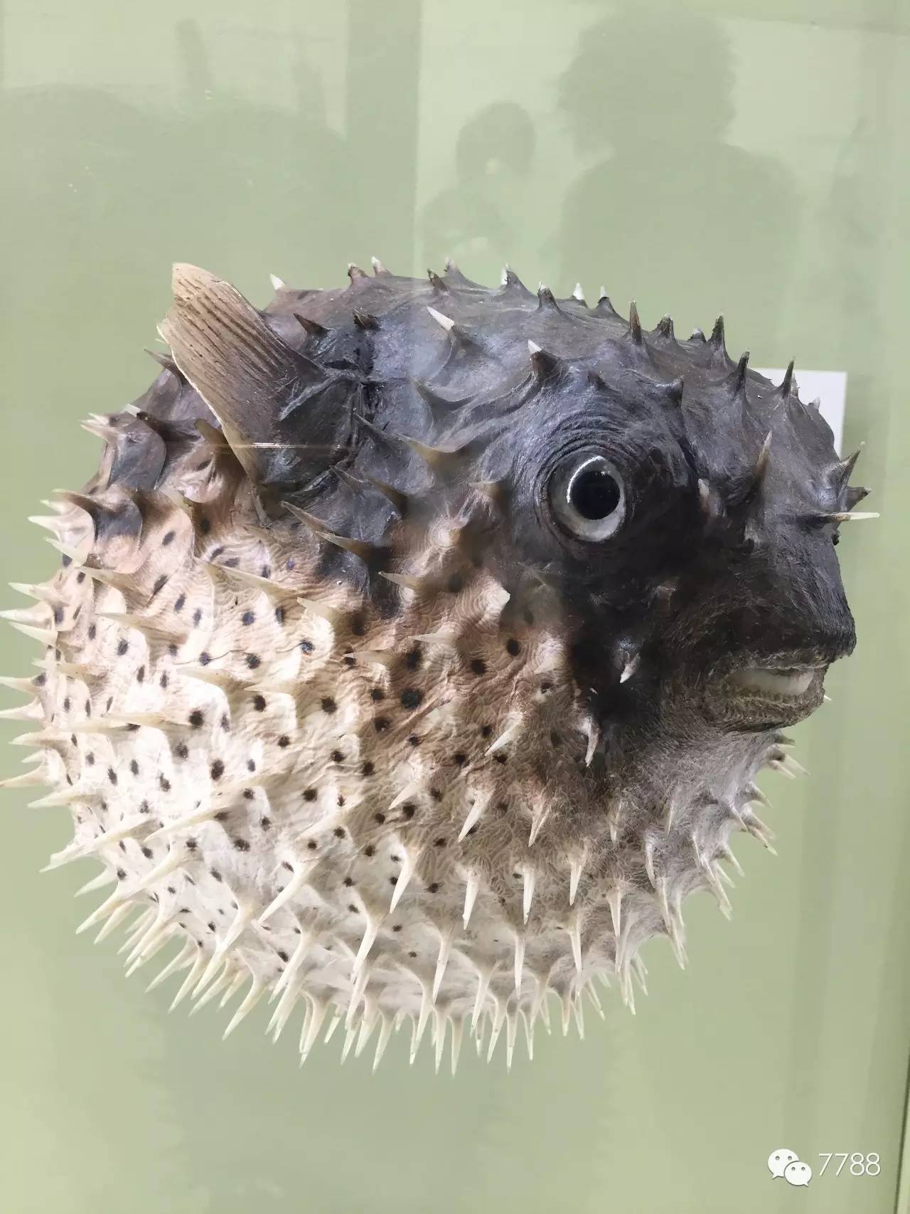 ..