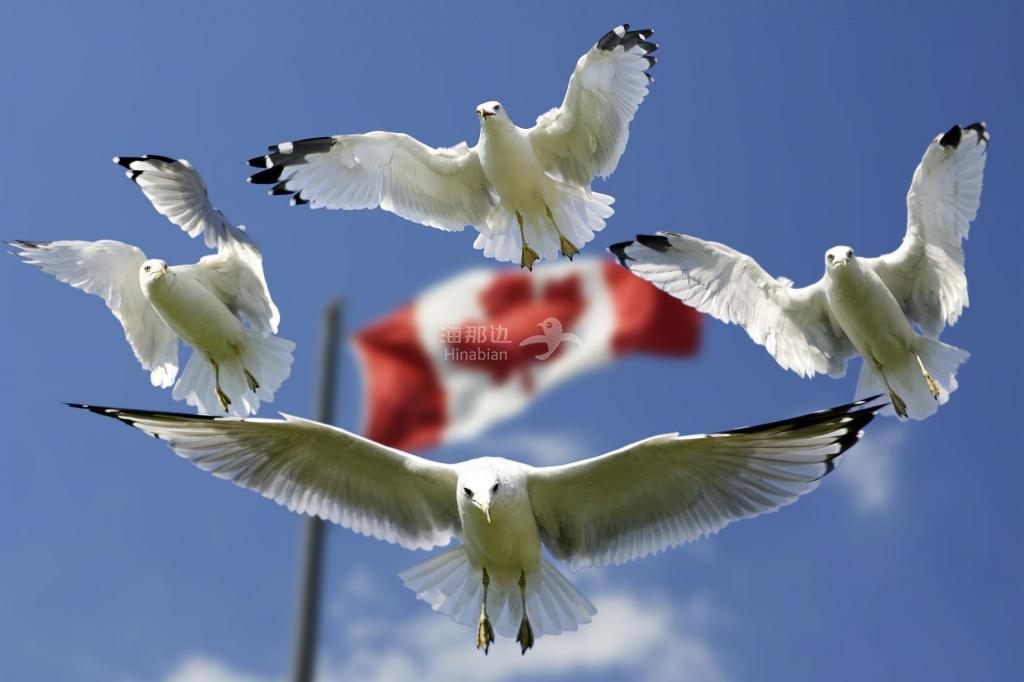 seagulls-g8c1b100f5_1920.jpg
