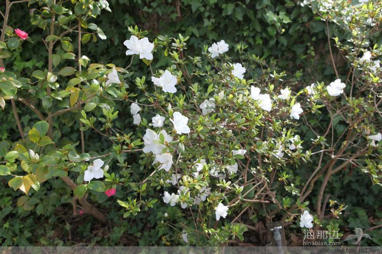 今日-前院 - 坐看落花 - 我的似水流年