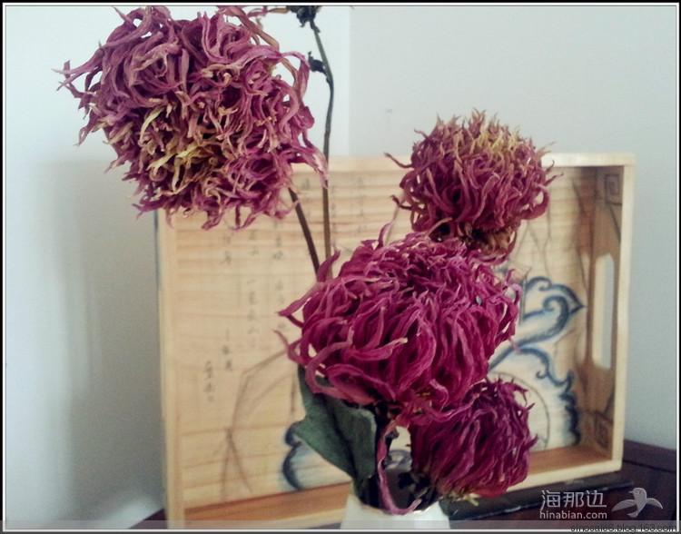 大丽干花花卉标本 - 坐看落花 - 我的似水流年