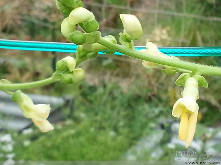 豆角 - 坐看落花 - 我的似水流年