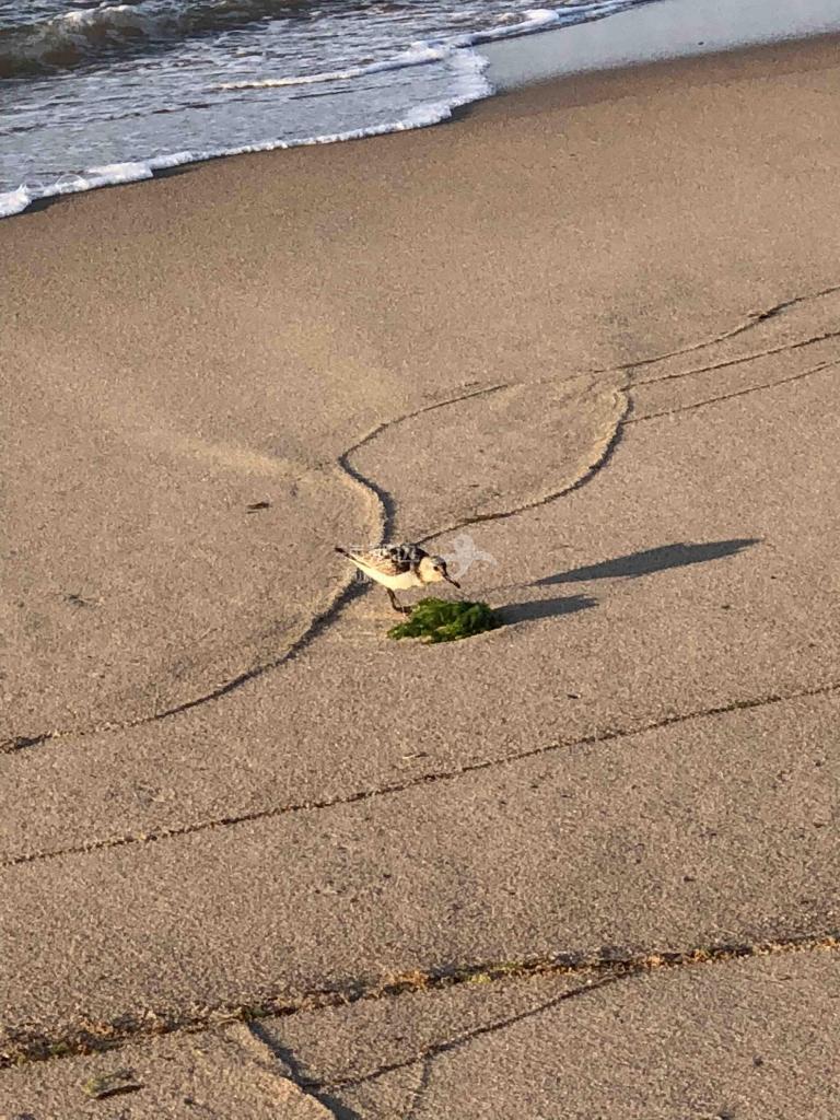 ..